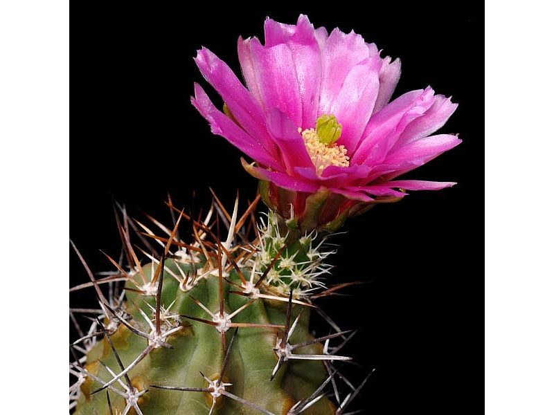 Echinocereus Fendleri